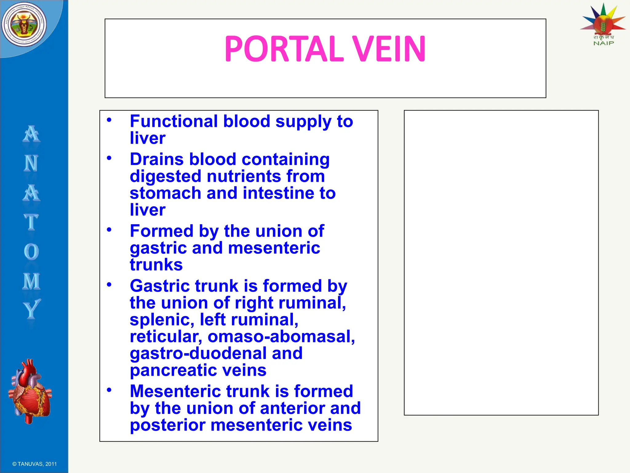 © TANUVAS, 2011
PORTAL VEIN
• Functional blood supply to
liver
• Drains blood containing
digested nutrients from
stomach and intestine to
liver
• Formed by the union of
gastric and mesenteric
trunks
• Gastric trunk is formed by
the union of right ruminal,
splenic, left ruminal,
reticular, omaso-abomasal,
gastro-duodenal and
pancreatic veins
• Mesenteric trunk is formed
by the union of anterior and
posterior mesenteric veins
 