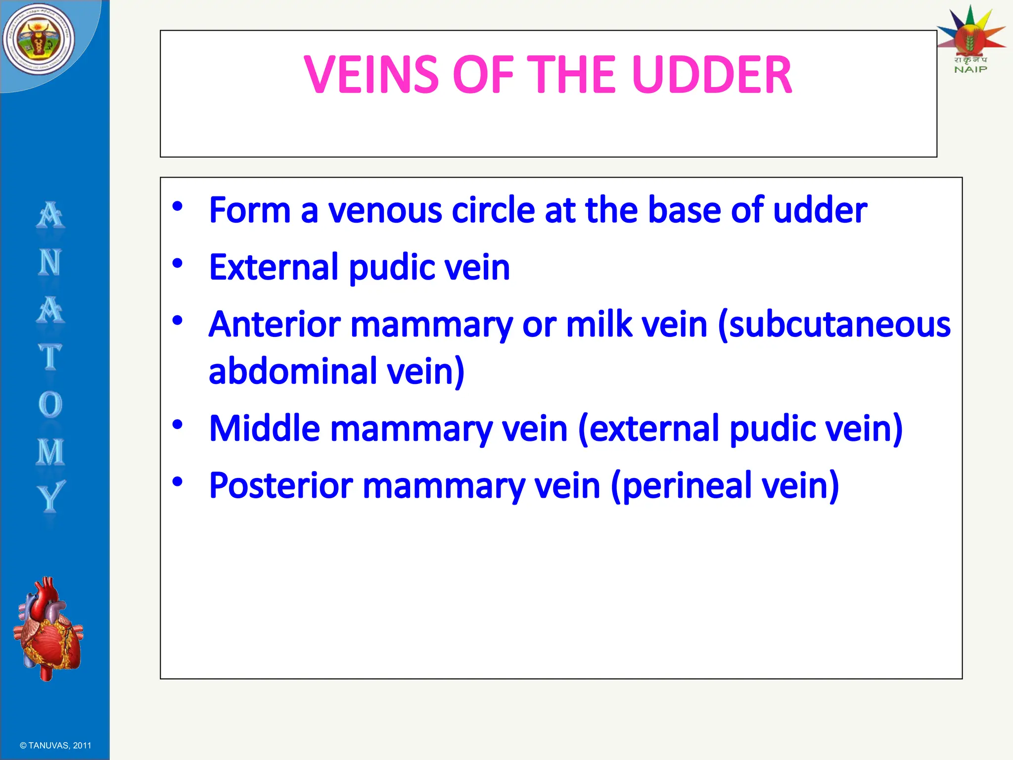 © TANUVAS, 2011
VEINS OF THE UDDER
• Form a venous circle at the base of udder
• External pudic vein
• Anterior mammary or milk vein (subcutaneous
abdominal vein)
• Middle mammary vein (external pudic vein)
• Posterior mammary vein (perineal vein)
 