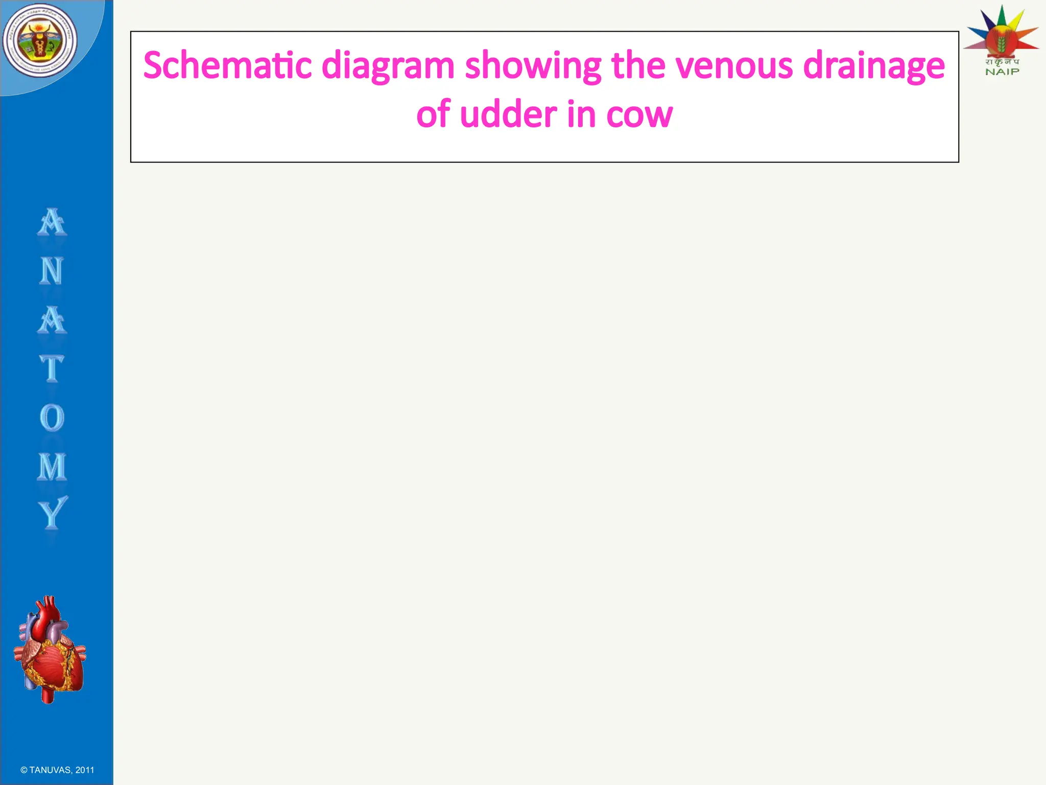 © TANUVAS, 2011
Schematic diagram showing the venous drainage
of udder in cow
 