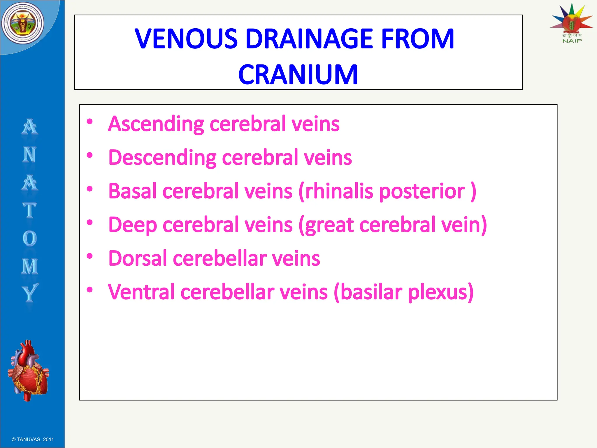 © TANUVAS, 2011
VENOUS DRAINAGE FROM
CRANIUM
• Ascending cerebral veins
• Descending cerebral veins
• Basal cerebral veins (rhinalis posterior )
• Deep cerebral veins (great cerebral vein)
• Dorsal cerebellar veins
• Ventral cerebellar veins (basilar plexus)
 