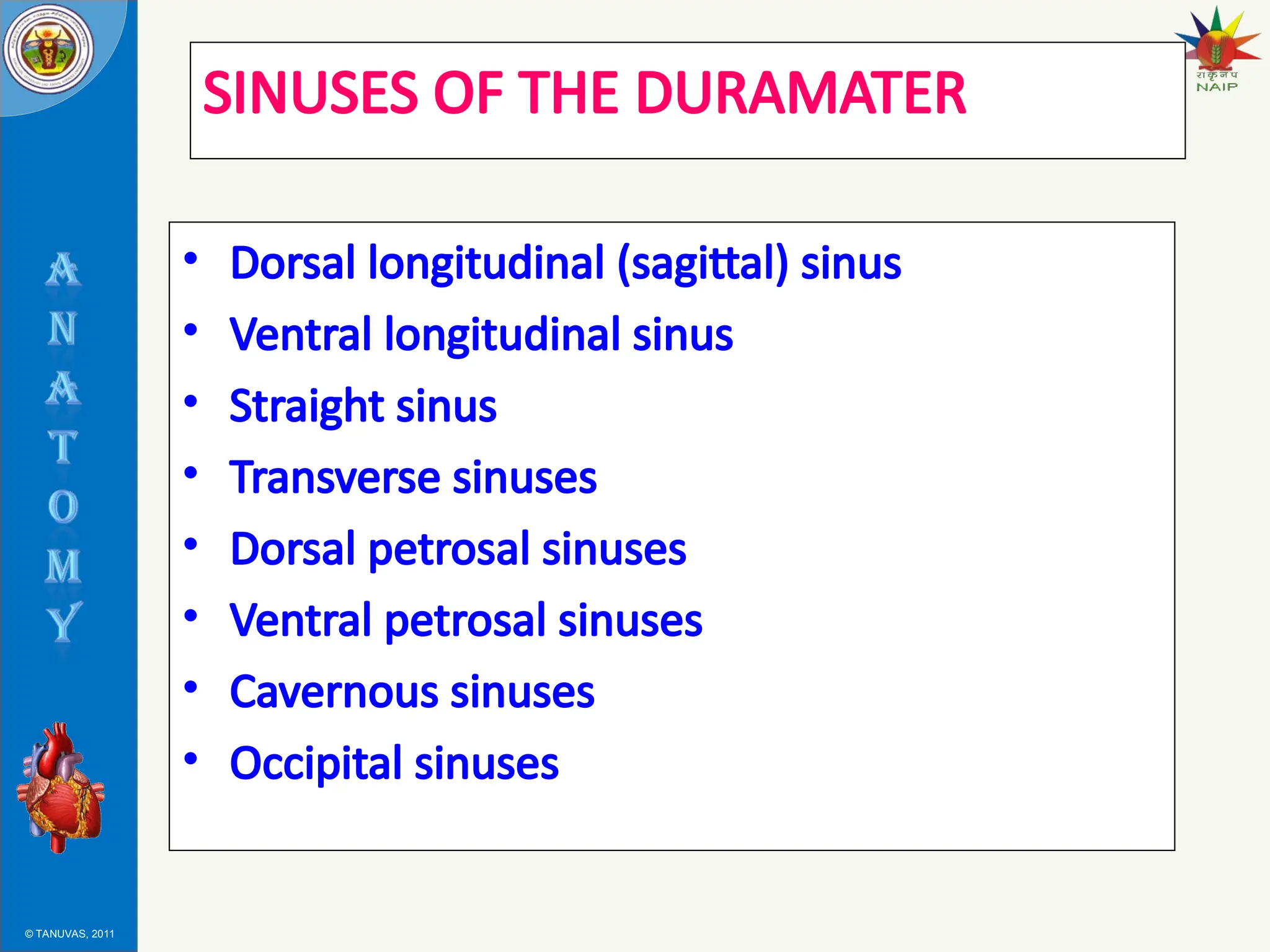 © TANUVAS, 2011
SINUSES OF THE DURAMATER
• Dorsal longitudinal (sagittal) sinus
• Ventral longitudinal sinus
• Straight sinus
• Transverse sinuses
• Dorsal petrosal sinuses
• Ventral petrosal sinuses
• Cavernous sinuses
• Occipital sinuses
 