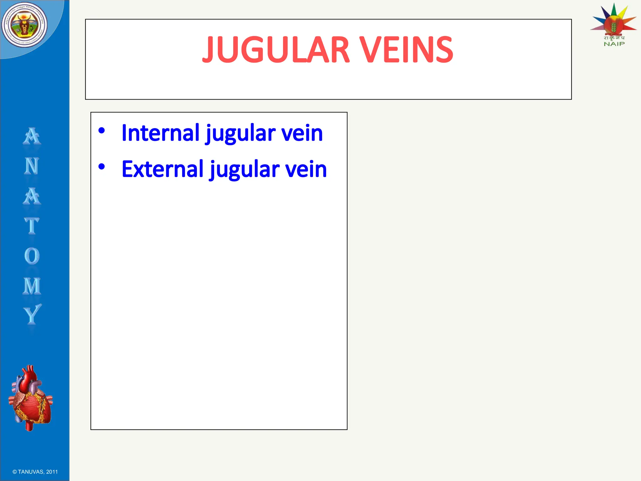 © TANUVAS, 2011
JUGULAR VEINS
• Internal jugular vein
• External jugular vein
 