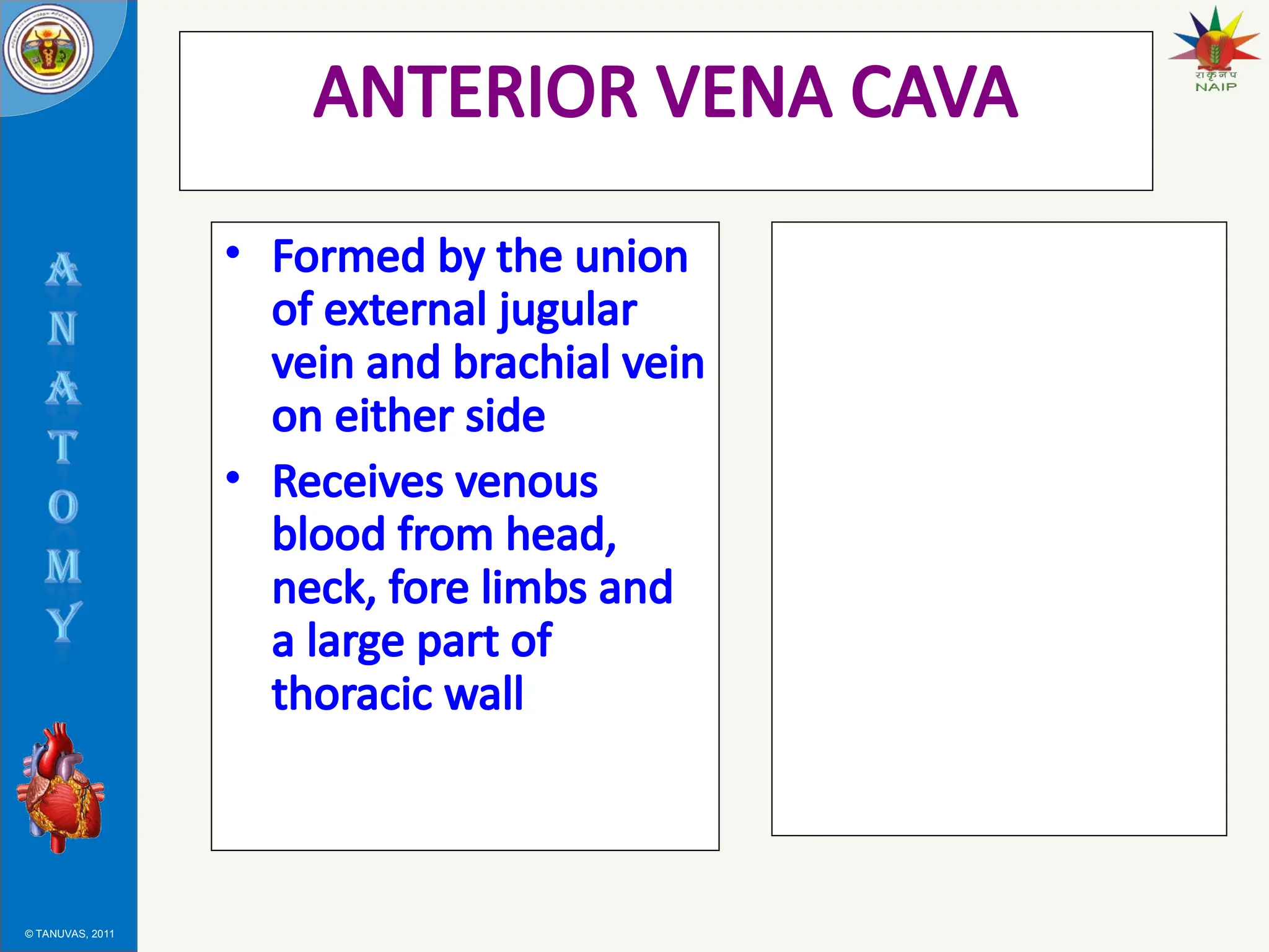 © TANUVAS, 2011
ANTERIOR VENA CAVA
• Formed by the union
of external jugular
vein and brachial vein
on either side
• Receives venous
blood from head,
neck, fore limbs and
a large part of
thoracic wall
 