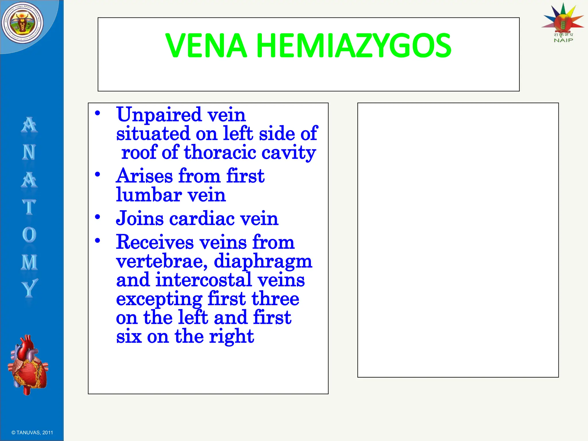 © TANUVAS, 2011
VENA HEMIAZYGOS
• Unpaired vein
situated on left side of
roof of thoracic cavity
• Arises from first
lumbar vein
• Joins cardiac vein
• Receives veins from
vertebrae, diaphragm
and intercostal veins
excepting first three
on the left and first
six on the right
 