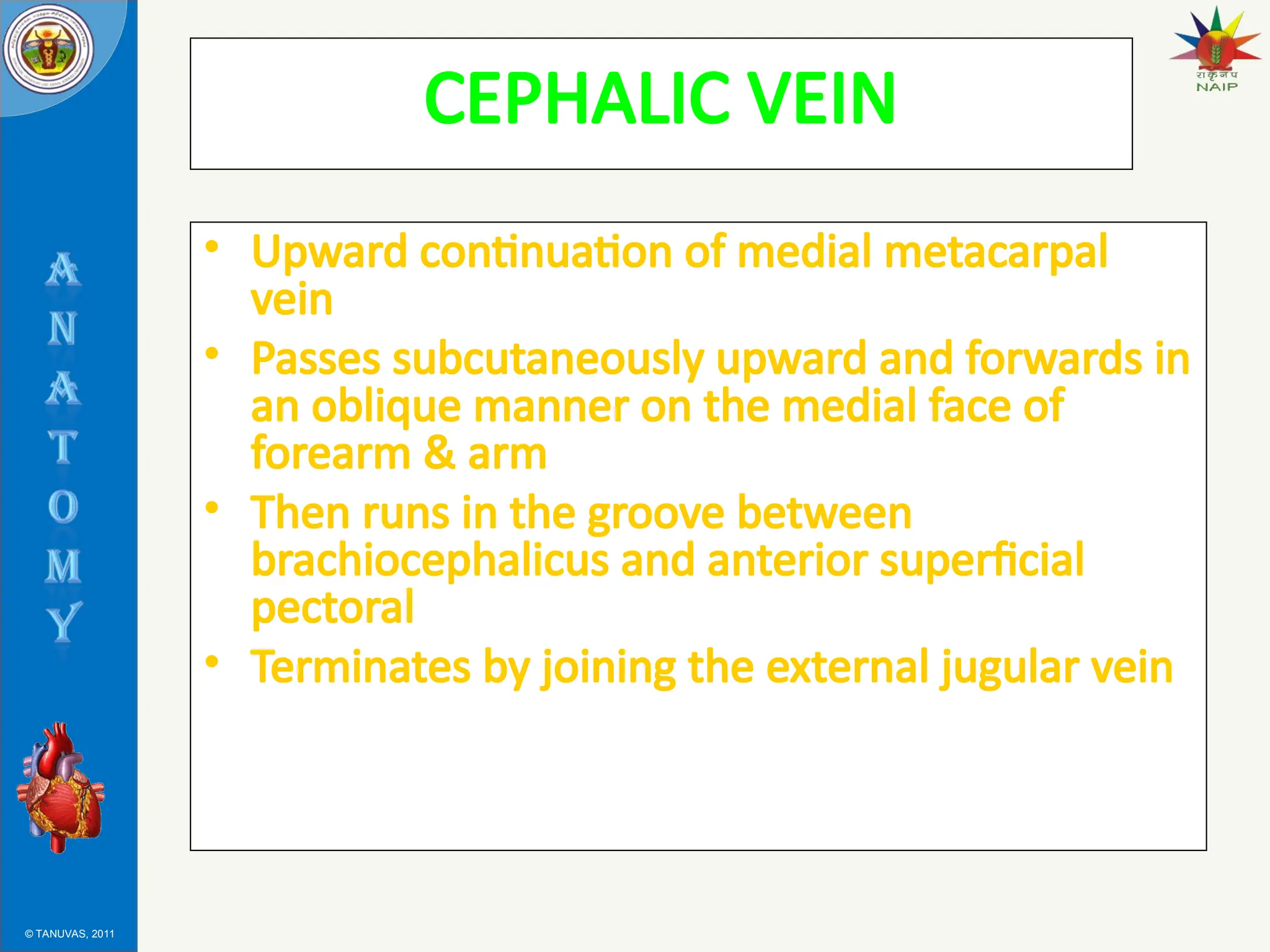 © TANUVAS, 2011
CEPHALIC VEIN
• Upward continuation of medial metacarpal
vein
• Passes subcutaneously upward and forwards in
an oblique manner on the medial face of
forearm & arm
• Then runs in the groove between
brachiocephalicus and anterior superficial
pectoral
• Terminates by joining the external jugular vein
 