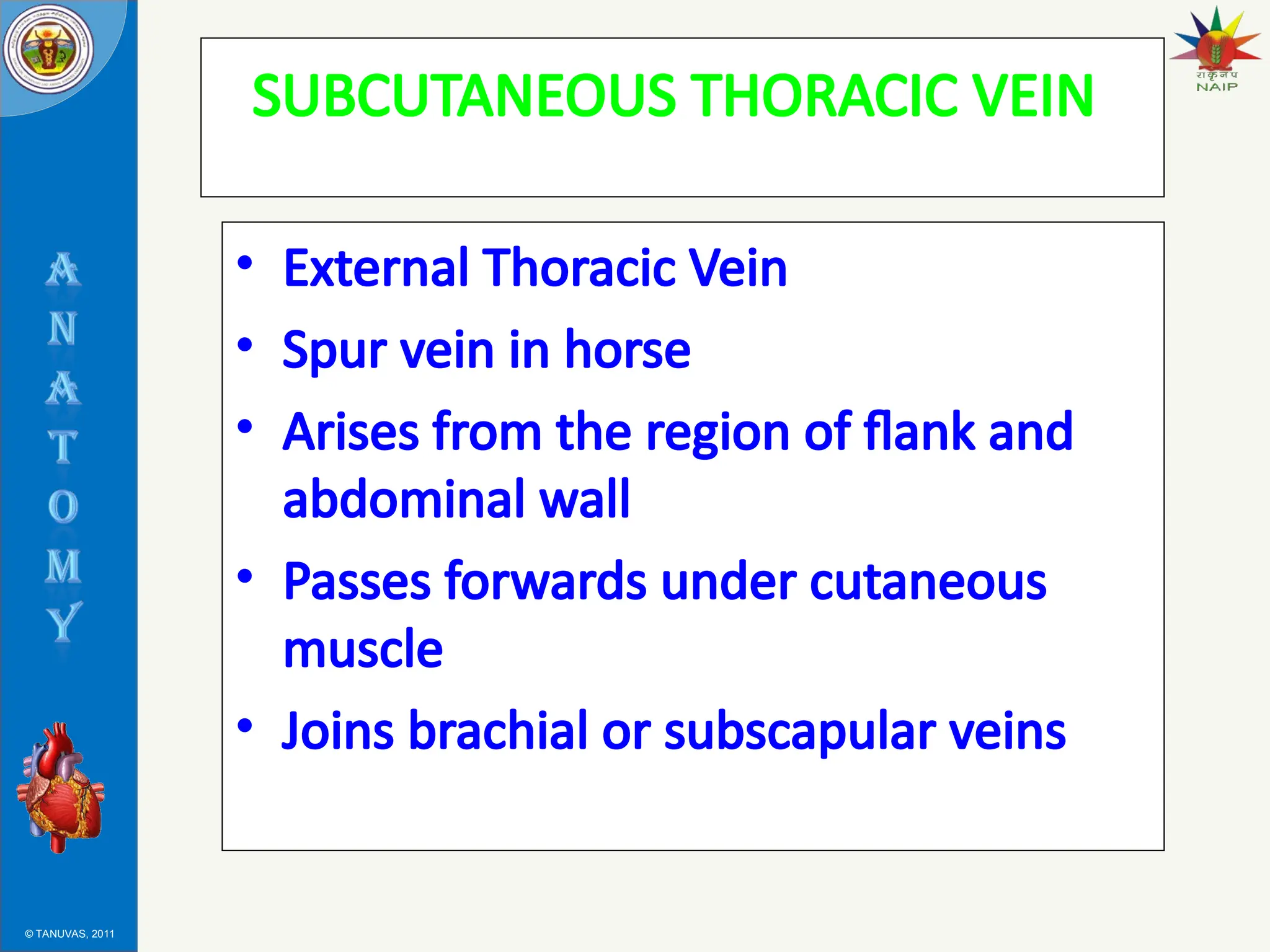 © TANUVAS, 2011
SUBCUTANEOUS THORACIC VEIN
• External Thoracic Vein
• Spur vein in horse
• Arises from the region of flank and
abdominal wall
• Passes forwards under cutaneous
muscle
• Joins brachial or subscapular veins
 