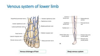 Venous system of lower limb
Venous drainage of foot Deep venous system
 