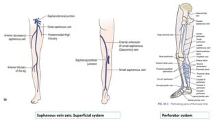 Saphenous vein axis: Superficial system Perforator system
 
