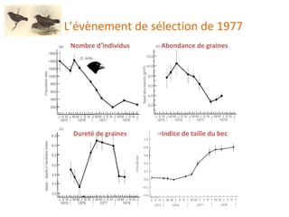 L’évènement de sélection de 1977 Nombre d’individus Abondance de graines Dureté de graines Indice de taille du bec 