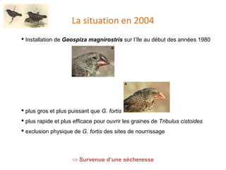 La situation en 2004 Installation de  Geospiza magnirostris  sur l’île au début des années 1980 plus gros et plus puissant que  G. fortis plus rapide et plus efficace pour ouvrir les graines de  Tribulus cistoides exclusion physique de  G. fortis  des sites de nourrissage Survenue d’une sécheresse 