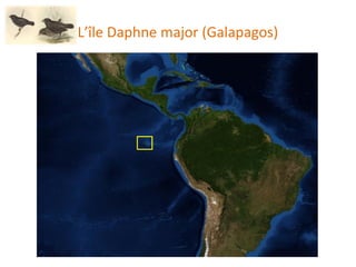 L’île Daphne major (Galapagos) 