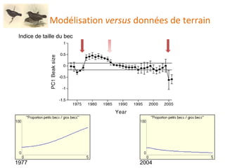 Modélisation  versus  données de terrain Indice de taille du bec 1977 2004 