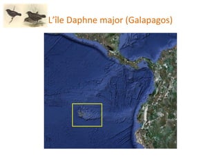 L’île Daphne major (Galapagos) 