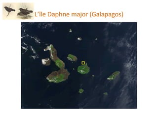 L’île Daphne major (Galapagos) 