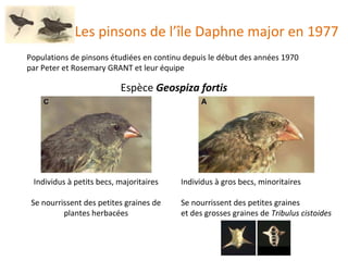 Les pinsons de l’île Daphne major en 1977 Populations de pinsons étudiées en continu depuis le début des années 1970 par Peter et Rosemary GRANT et leur équipe Espèce  Geospiza fortis Individus à petits becs, majoritaires Se nourrissent des petites graines de plantes herbacées Individus à gros becs, minoritaires Se nourrissent des petites graines  et des grosses graines de  Tribulus cistoides 