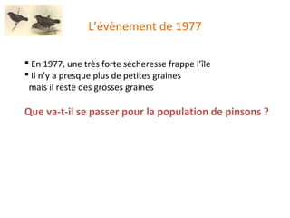 L’évènement de 1977 En 1977, une très forte sécheresse frappe l’île Il n’y a presque plus de petites graines  mais il reste des grosses graines Que va-t-il se passer pour la population de pinsons ? 