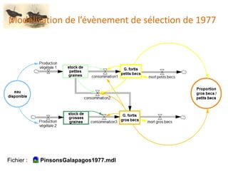 Modélisation de l’évènement de sélection de 1977
Fichier : PinsonsGalapagos1977.mdl
 