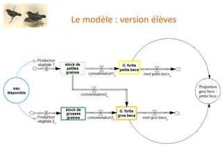 Le modèle : version élèves
 