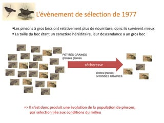 L’évènement de sélection de 1977
Les pinsons à gros becs ont relativement plus de nourriture, donc ils survivent mieux
 La taille du bec étant un caractère héréditaire, leur descendance a un gros bec
=> Il s’est donc produit une évolution de la population de pinsons,
par sélection liée aux conditions du milieu
sécheresse
PETITES GRAINES
grosses graines
petites graines
GROSSES GRAINES
 