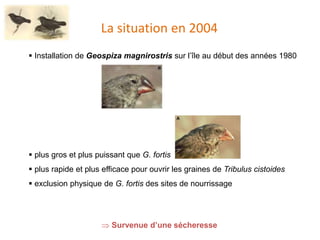 La situation en 2004
 Installation de Geospiza magnirostris sur l’île au début des années 1980
 plus gros et plus puissant que G. fortis
 plus rapide et plus efficace pour ouvrir les graines de Tribulus cistoides
 exclusion physique de G. fortis des sites de nourrissage
 Survenue d’une sécheresse
 