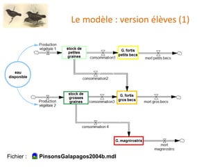 Le modèle : version élèves (1)
Fichier : PinsonsGalapagos2004b.mdl
 