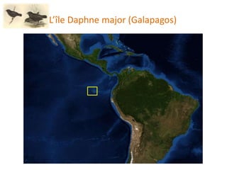 L’île Daphne major (Galapagos)
 
