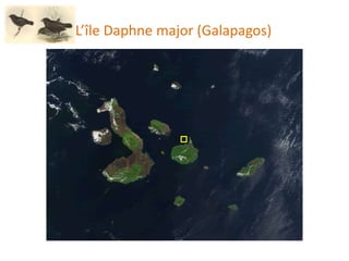 L’île Daphne major (Galapagos)
 