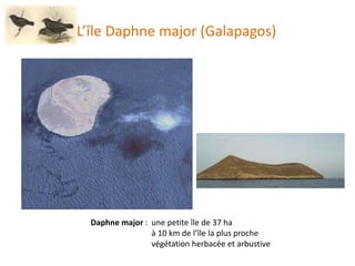 Daphne major : une petite île de 37 ha
à 10 km de l’île la plus proche
végétation herbacée et arbustive
L’île Daphne major (Galapagos)
 