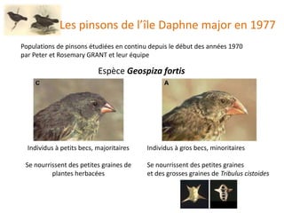 Les pinsons de l’île Daphne major en 1977
Populations de pinsons étudiées en continu depuis le début des années 1970
par Peter et Rosemary GRANT et leur équipe
Espèce Geospiza fortis
Individus à petits becs, majoritaires
Se nourrissent des petites graines de
plantes herbacées
Individus à gros becs, minoritaires
Se nourrissent des petites graines
et des grosses graines de Tribulus cistoides
 