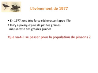 L’évènement de 1977
 En 1977, une très forte sécheresse frappe l’île
 Il n’y a presque plus de petites graines
mais il reste des grosses graines
Que va-t-il se passer pour la population de pinsons ?
 