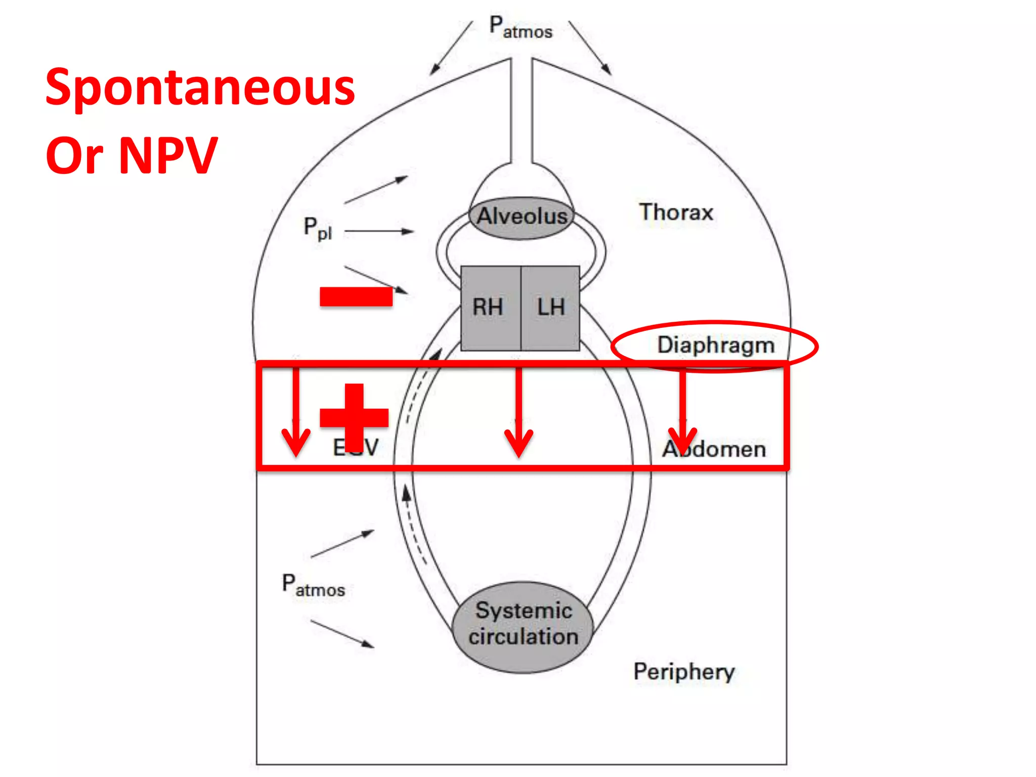 Spontaneous
Or NPV

 