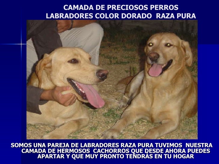 pics Razas De Perros Preciosos preciosos cachorros labradores raza pura