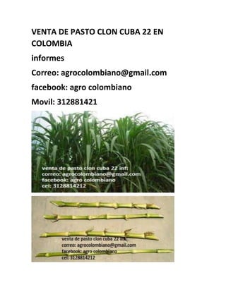 VENTA DE PASTO CLON CUBA 22 EN
COLOMBIA
informes
Correo: agrocolombiano@gmail.com
facebook: agro colombiano
Movil: 312881421
 