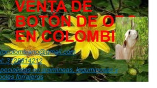 VENTA DE
BOTÓN DE ORO
EN COLOMBIA

rocolombiano@gmail.com
el: 3128814212
specialistas en gramíneas, leguminosas y
boles forrajeros

 