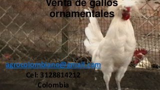 Venta de gallos
ornamentales

agrocolombiano@gmail.com
Cel: 3128814212
Colombia

 