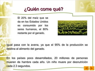 ¿Quién come qué? El 20% del maíz que se da en los Estados Unidos es consumido por los seres humanos, el 80% restante por el ganado. Igual pasa con la avena, ya que el 95% de la producción se destina al alimento del ganado. En los países poco desarrollados, 20 millones de personas mueren de hambre cada año. Un niño muere por desnutrición cada 2.3 segundos . 