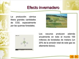 Efecto invernadero La producción cárnica libera grandes cantidades de CO2, especialmente por las quemas forestales.   Los vacunos producen además anualmente en todo el mundo 100 millones de toneladas de metano (un 20% de la emisión total de este gas es altamente tóxico).   