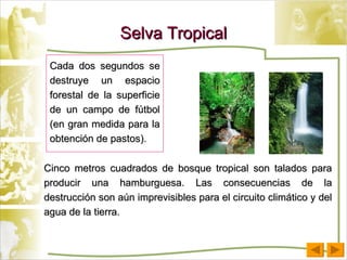 Selva Tropical Cada dos segundos se destruye un espacio forestal de la superficie de un campo de fútbol (en gran medida para la obtención de pastos).  Cinco metros cuadrados de bosque tropical son talados para producir una hamburguesa. Las consecuencias de la destrucción son aún imprevisibles para el circuito climático y del agua de la tierra.  