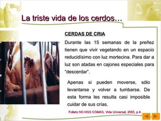 CERDAS DE CRIA Durante las 15 semanas de la preñez tienen que vivir vegetando en un espacio reducidísimo con luz mortecina. Para dar a luz son atadas en cajones especiales para “descerdar”.  Apenas si pueden moverse, sólo levantarse y volver a tumbarse. De esta forma les resulta casi imposible cuidar de sus crías. Folleto NO NOS COMAS, Vida Universal, 2005, p.4. La triste vida de los cerdos… 