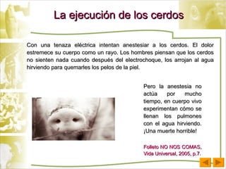 La ejecución de los cerdos Con una tenaza eléctrica intentan anestesiar a los cerdos. El dolor estremece su cuerpo como un rayo. Los hombres piensan que los cerdos no sienten nada cuando después del electrochoque, los arrojan al agua hirviendo para quemarles los pelos de la piel.  Pero la anestesia no actúa por mucho tiempo, en cuerpo vivo experimentan cómo se llenan los pulmones con el agua hirviendo. ¡Una muerte horrible!   Folleto NO NOS COMAS, Vida Universal, 2005, p.7 . 