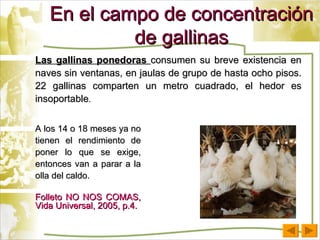 En el campo de concentración de gallinas Las gallinas ponedoras  consumen su breve existencia en naves sin ventanas, en jaulas de grupo de hasta ocho pisos. 22 gallinas comparten un metro cuadrado, el hedor es insoportable .  A los 14 o 18 meses ya no tienen el rendimiento de poner lo que se exige, entonces van a parar a la olla del caldo.  Folleto NO NOS COMAS, Vida Universal, 2005, p.4. 