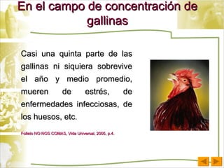 Casi una quinta parte de las gallinas ni siquiera sobrevive el año y medio promedio, mueren de estrés, de enfermedades infecciosas, de los huesos, etc .  Folleto NO NOS COMAS, Vida Universal, 2005, p.4. En el campo de concentración de gallinas 