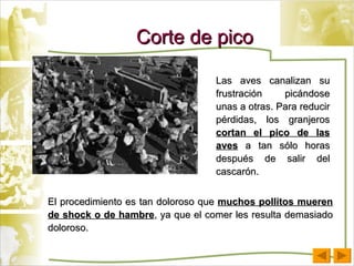 Corte de pico Las aves canalizan su frustración picándose unas a otras. Para reducir pérdidas, los granjeros  cortan el pico de las aves  a tan sólo horas después de salir del cascarón.  El procedimiento es tan doloroso que  muchos pollitos mueren de shock o de hambre , ya que el comer les resulta demasiado doloroso. 