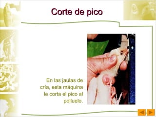 Corte de pico En las jaulas de cría, esta máquina le corta el pico al polluelo. 