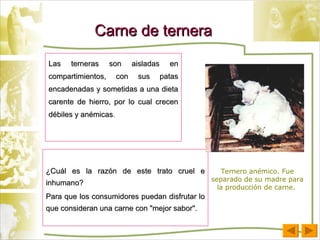 Carne de ternera Las terneras son aisladas en compartimientos, con sus patas encadenadas y sometidas a una dieta carente de hierro, por lo cual crecen débiles y anémicas .  ¿Cuál es la razón de este trato cruel e inhumano?  Para que los consumidores puedan disfrutar lo que consideran una carne con "mejor sabor".  Ternero anémico. Fue separado de su madre para la producción de carne.  