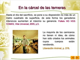 En la cárcel de las terneras La mayoría de los carniceros no tienen ni idea, de cómo han sido criados los animales cuyos cuerpos están vendiendo . Liberación Animal, p. 216 . Hasta el día del sacrificio, se pone a su disposición no más de un metro cuadrado de superficie, de esta forma los ganaderos intensivos aumentan al máximo su ganancia .  Folleto NO NOS COMAS, Vida Universal, 2005, p.5. 