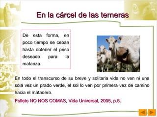 En la cárcel de las terneras De esta forma, en poco tiempo se ceban hasta obtener el peso deseado para la matanza.  En todo el transcurso de su breve y solitaria vida no ven ni una sola vez un prado verde, el sol lo ven por primera vez de camino hacia el matadero. Folleto NO NOS COMAS, Vida Universal, 2005, p.5. 