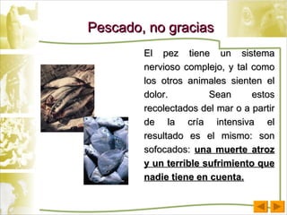 Pescado, no gracias El pez tiene un sistema nervioso complejo, y tal como los otros animales sienten el dolor.  Sean estos recolectados del mar o a partir de la cría intensiva el resultado es el mismo: son sofocados:  una muerte atroz y un terrible sufrimiento que nadie tiene en cuenta. 