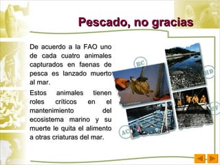 Pescado, no gracias De acuerdo a la FAO uno de cada cuatro animales capturados en faenas de pesca es lanzado muerto al mar.  Estos animales tienen roles críticos en el mantenimiento del ecosistema marino y su muerte le quita el alimento a otras criaturas del mar. 