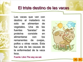 El triste destino de las vacas Las vacas que van con destino al matadero no solo se alimentan de vegetales. Una de las fuentes “baratas” de proteína consiste en alimentarse con los remanentes de ovejas, pollos u otras vacas. Esta fue una de las causas de la enfermedad de la vaca loca.  Fuente: Libro The way we eat. 